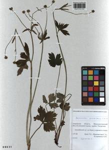 Ranunculus grandifolius C. A. Mey., Siberia, Altai & Sayany Mountains (S2) (Russia)