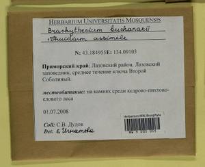 Brachythecium buchananii (Hook.) A. Jaeger, Bryophytes, Bryophytes - Russian Far East (excl. Chukotka & Kamchatka) (B20) (Russia)