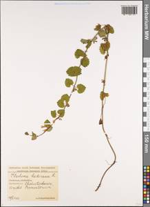 Glechoma hederacea L., Caucasus, Georgia (K4) (Georgia)