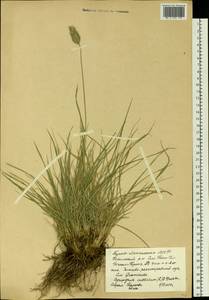 Agropyron cristatum (L.) Gaertn., Siberia, Baikal & Transbaikal region (S4) (Russia)