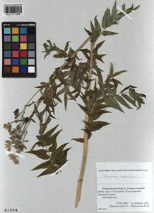 Polemonium caeruleum L., Siberia, Altai & Sayany Mountains (S2) (Russia)