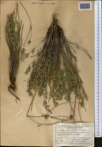 Hippomarathrum ledebourii (G.Don) J.H.Xue, Chepinoga & K.P.Ma, Middle Asia, Muyunkumy, Balkhash & Betpak-Dala (M9) (Kazakhstan)