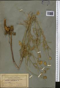 Scabiosa ochroleuca L., Middle Asia, Northern & Central Tian Shan (M4) (Kazakhstan)