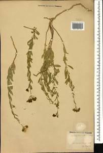 Haplophyllum villosum (M. Bieb.) G. Don, Caucasus, Azerbaijan (K6) (Azerbaijan)