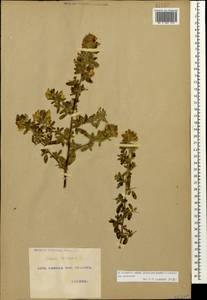 Ononis arvensis L., Caucasus, Georgia (K4) (Georgia)