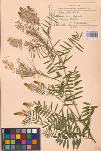 Galega officinalis L., Eastern Europe (no precise locality) (E0)