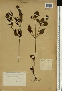 Prunella vulgaris L., Eastern Europe, North Ukrainian region (E11) (Ukraine)