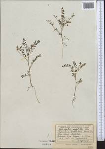 Astragalus oxyglottis Stev. ex M. Bieb., Middle Asia, Kopet Dag, Badkhyz, Small & Great Balkhan (M1) (Turkmenistan)