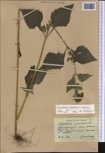 Sigesbeckia pubescens (Makino) Makino, Siberia, Russian Far East (S6) (Russia)