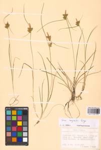 Carex oederi var. bergrothii (Palmgr.) Hedrén & Lassen, Eastern Europe, North Ukrainian region (E11) (Ukraine)
