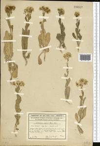 Lepidium chalepense L., Middle Asia, Syr-Darian deserts & Kyzylkum (M7) (Kazakhstan)