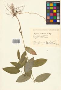 Disporum viridescens (Maxim.) Nakai, Siberia, Russian Far East (S6) (Russia)