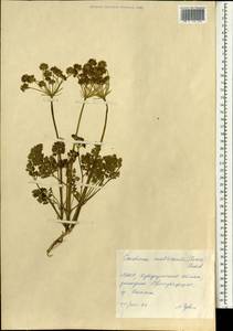 Lithosciadium multicaule Turcz., Mongolia (MONG) (Mongolia)