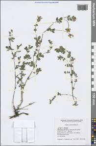 Lotus corniculatus L., Eastern Europe, Central forest-and-steppe region (E6) (Russia)