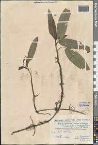 Persicaria amphibia (L.) Gray, Eastern Europe, North Ukrainian region (E11) (Ukraine)