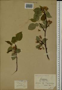 Malus sylvestris Mill., Eastern Europe, Belarus (E3a) (Belarus)