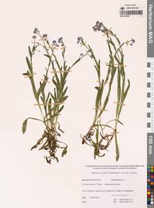 Myosotis asiatica (Vestergr. ex Hultén) Schischk. & Serg., Siberia, Chukotka & Kamchatka (S7) (Russia)