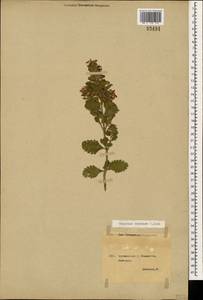 Teucrium chamaedrys subsp. nuchense (K.Koch) Rech.f., Caucasus, Georgia (K4) (Georgia)