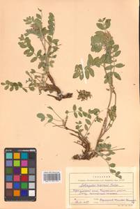 Astragalus marinus Boriss., Siberia, Russian Far East (S6) (Russia)
