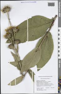 Inula racemosa Hook. fil., Eastern Europe, Moscow region (E4a) (Russia)