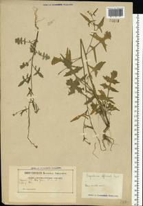 Sisymbrium officinale (L.) Scop., Eastern Europe, Belarus (E3a) (Belarus)