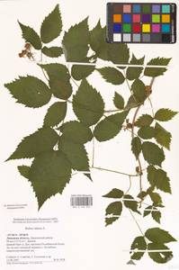 Rubus idaeus L., Eastern Europe, Central forest-and-steppe region (E6) (Russia)