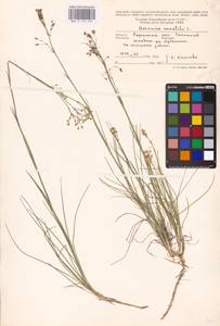 Eremogone saxatilis (L.) Ikonn., Eastern Europe, Central region (E4) (Russia)