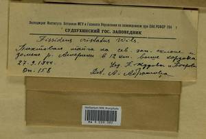 Fissidens dubius P. Beauv., Bryophytes, Bryophytes - Russian Far East (excl. Chukotka & Kamchatka) (B20) (Russia)