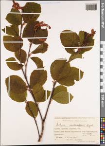 Betula medwediewii Regel, Caucasus, Georgia (K4) (Georgia)
