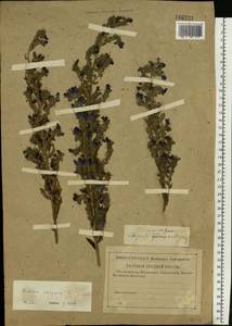 Echium vulgare L., Eastern Europe, Middle Volga region (E8) (Russia)