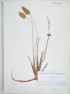 Sagittaria natans Pall., Siberia, Russian Far East (S6) (Russia)