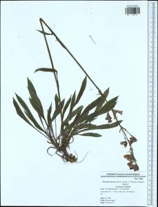 Viscaria vulgaris Röhling, Eastern Europe, Central region (E4) (Russia)