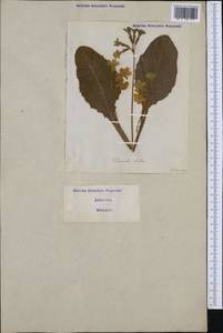 Primula elatior (L.) L., Western Europe (EUR) (Italy)