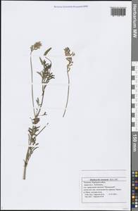 Onobrychis arenaria (Kit.) DC., Eastern Europe, Middle Volga region (E8) (Russia)