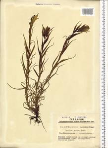Castilleja pallida (L.) Kunth, Siberia, Western Siberia (S1) (Russia)