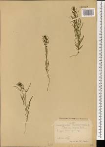 Thesium repens Ledeb., Mongolia (MONG) (Mongolia)
