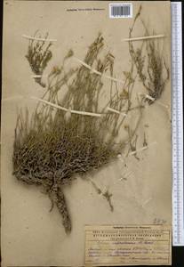 Silene fruticulosa M. Bieb., Middle Asia, Caspian Ustyurt & Northern Aralia (M8) (Kazakhstan)