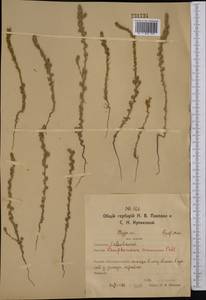 Camphorosma songorica Bunge, Middle Asia, Northern & Central Kazakhstan (M10) (Kazakhstan)