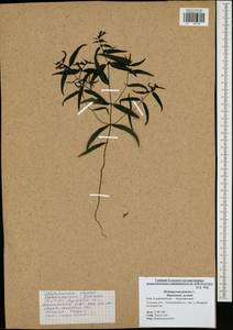 Melampyrum pratense L., Eastern Europe, Central region (E4) (Russia)