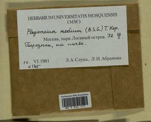 Plagiomnium medium (Bruch & Schimp.) T.J. Kop., Bryophytes, Bryophytes - Moscow City & Moscow Oblast (B6a) (Russia)