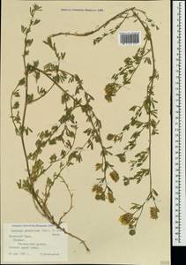 Medicago falcata L., Crimea (KRYM) (Russia)