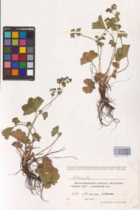 Alchemilla, Eastern Europe, West Ukrainian region (E13) (Ukraine)