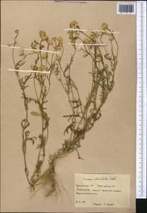 Senecio subdentatus Ledeb., Middle Asia, Karakum (M6) (Turkmenistan)