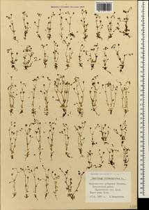 Saxifraga tridactylites L., Caucasus, Black Sea Shore (from Novorossiysk to Adler) (K3) (Russia)
