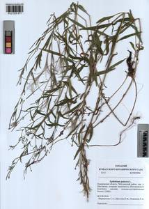 Epilobium palustre L., Siberia, Altai & Sayany Mountains (S2) (Russia)