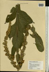 Verbascum densiflorum Bertol., Eastern Europe, Moscow region (E4a) (Russia)