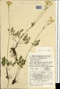 Thalictrum petaloideum L., Mongolia (MONG) (Mongolia)