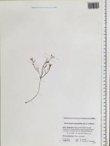 Dontostemon integrifolius (L.) Ledeb., Siberia, Baikal & Transbaikal region (S4) (Russia)