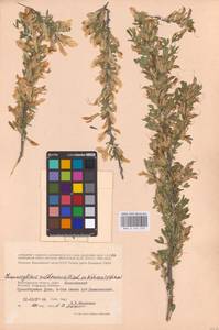 Chamaecytisus ruthenicus (Fisch. ex Woł.) Klásk., Eastern Europe, Lower Volga region (E9) (Russia)