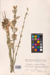 Silene viscosa (L.) Pers., Eastern Europe, Lower Volga region (E9) (Russia)